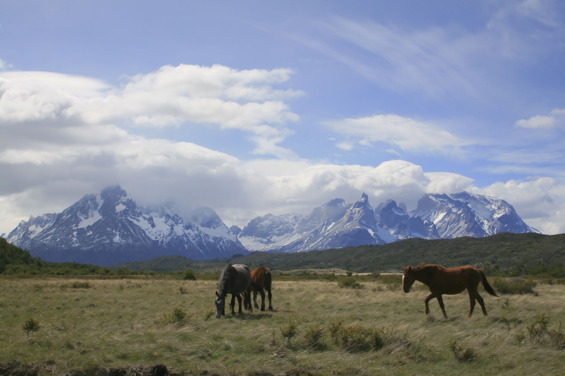Horses grazing before the Cuernos del Paine in Chilean Patagonia